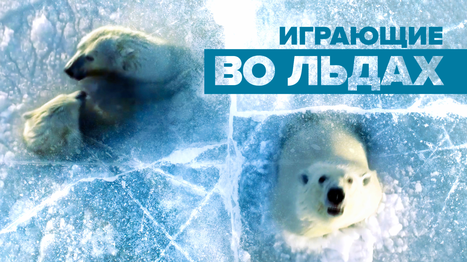 Где-то на белом свете: белые медведи играют во льдах Чукотского моря