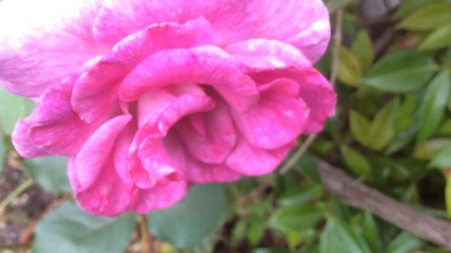 Rose 'Violette Parfumée®' par 'Dorieux' Quand la Couleur épouse la fragrance les sensations dansent смотреть онлайн