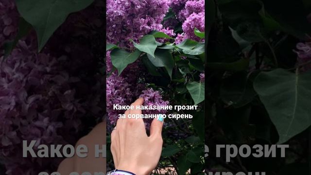 Специалист рассказал, какое наказание грозит за сорванную сирень смотреть онлайн