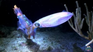 Sea Animals Pronunciation for Children (with videos)
