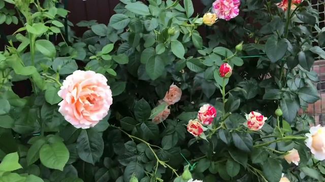 Розы. Последние штрихи цветения роз. смотреть онлайн