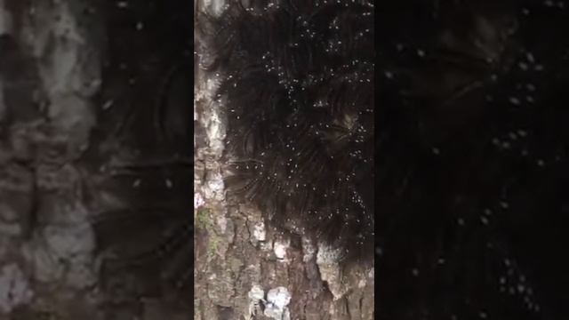Cluster of worms react to sound смотреть онлайн