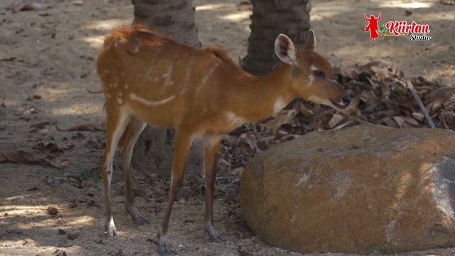 Baba Nam Kevalam | Kiirtan Studio | Kiirtan 006 смотреть онлайн