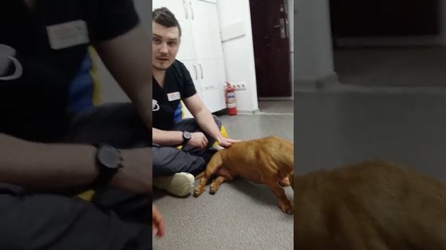 Собаку парализовало ? смотреть онлайн