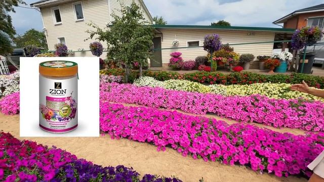 ТАКОЙ ПЕТУНИИ ВЫ ЕЩЁ НЕ ВИДЕЛИ! САМЫЕ КРУТЫЕ СОРТА В ОДНОМ ВИДЕО!