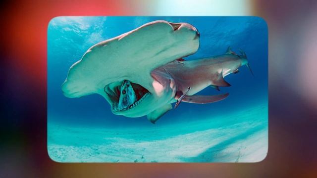 Зачем рыбе - молот нужен молот, и как она им пользуется?