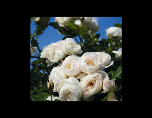 Сажаем розу. Ютерзенер Клостеррозе. Плетистая . Белая.