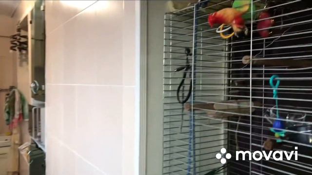 В каких условиях живет мой Горох , Калита, монах .Новое место для игр за холодильником)) смотреть онлайн