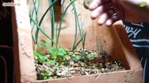 Фитолампы для растений - выращиваем овощи дома