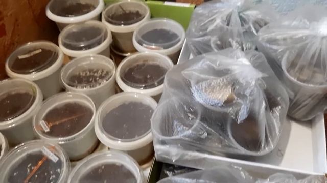 Глоксинии на зимний сон (как храню клубни глоксиний с осени до весны! )