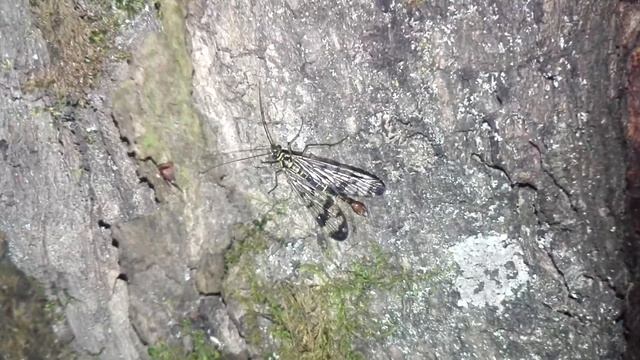 Panorpa communis (Linnaeus, 1758). Скорпионовая муха обыкновенная. Самец. смотреть онлайн