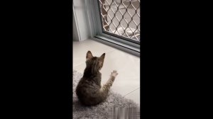 Приколы с котами! Смешные коты с ОЗВУЧКОЙ!