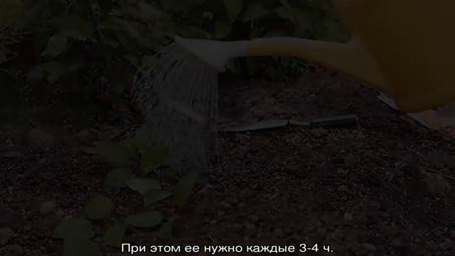 Как вырастить клематис из семян и рассады смотреть онлайн