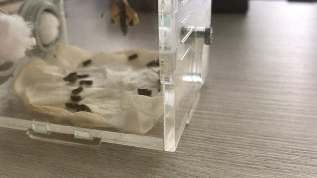 Вылупление бабочки ? смотреть онлайн