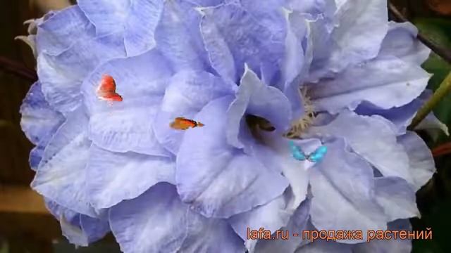 Клематис крупноцветковый Мазурии (clematis mazury) ? обзор: как сажать, рассада клематиса Мазурии смотреть онлайн