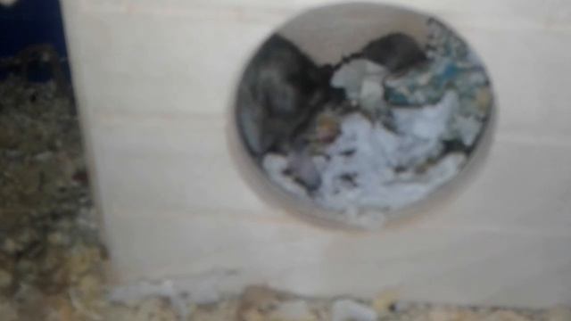 19 дней джунгарским хомичкам. Мама Соня детак 6 - тира смотреть онлайн