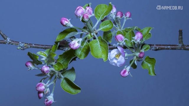 Топ-5 самых стильных знаков Зодиака смотреть онлайн