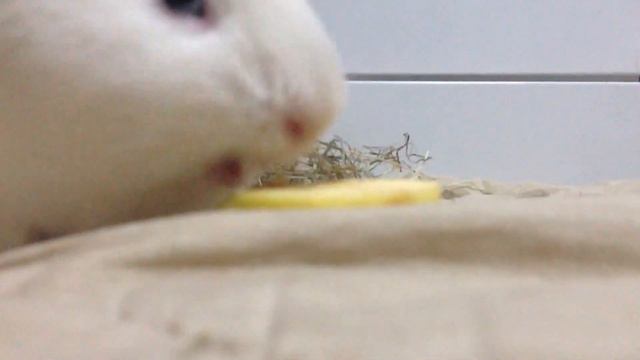 Смешная морская свинка жуёт. Морские свинки на прогулке. смотреть онлайн