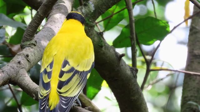 Nice Yellow Bird sitting on a Tree, Nature. Yellow bird смотреть онлайн