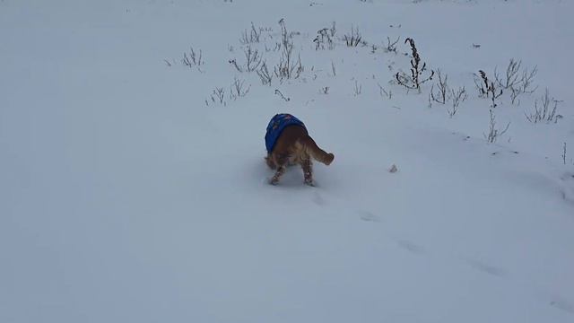 Английский спаниель Арчи гуляет в первый снег смотреть онлайн