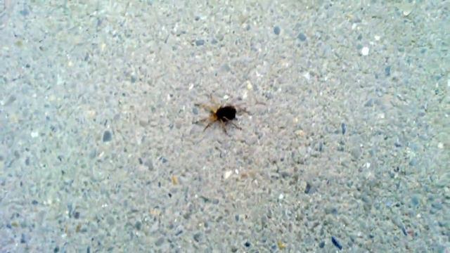 Паучиха с паучатами