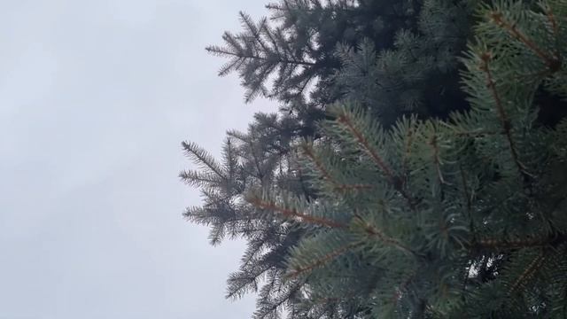 11 лютого Народне свято: Обов'язково сьогодні спечіть калеб'яку. смотреть онлайн