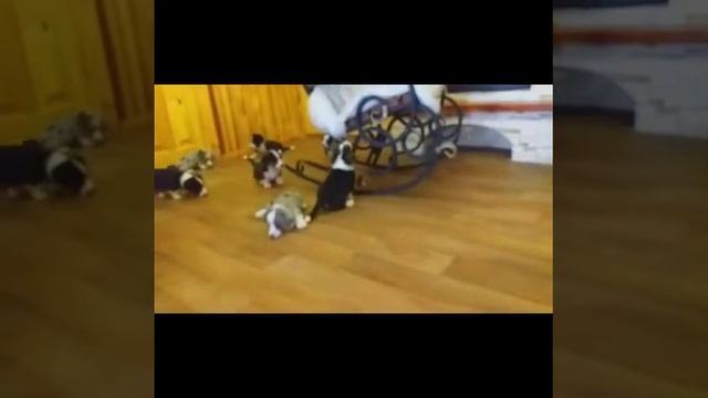 Досуг и питание маленьких корги)) Щенки вельш корги кардиган в питомнике Воплощение мечты. смотреть онлайн