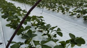 Прошло 50 дней после высадки рассады клубники сорта Фурор в виде фриго класс А в ОГ!