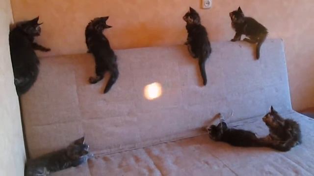 Смешные Мейн кунята смотреть онлайн