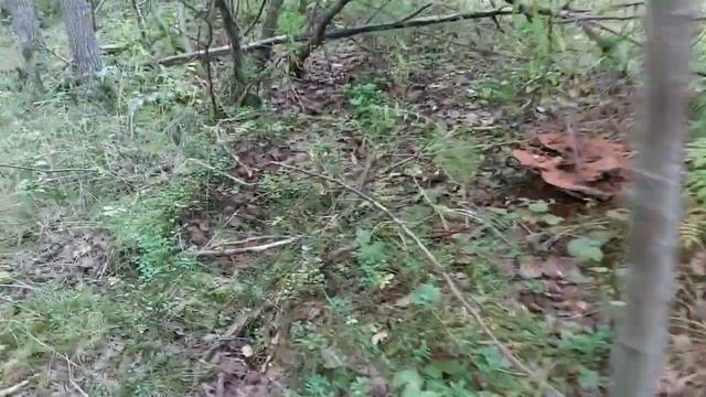 За грибами с моими Волкодавами. смотреть онлайн