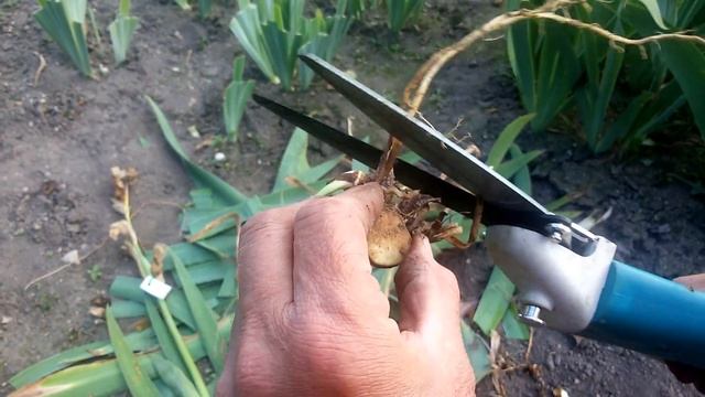 Ирис (Ирис бородатый) Как правильно делить корневище ириса. смотреть онлайн