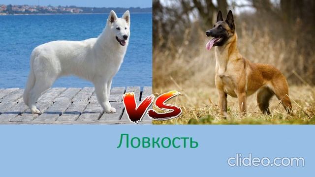 БЕЛАЯ ШВЕЙЦАРСКАЯ ОВЧАРКА ПРОТИВ БЕЛЬГИЙСКОЙ ОВЧАРКИ смотреть онлайн