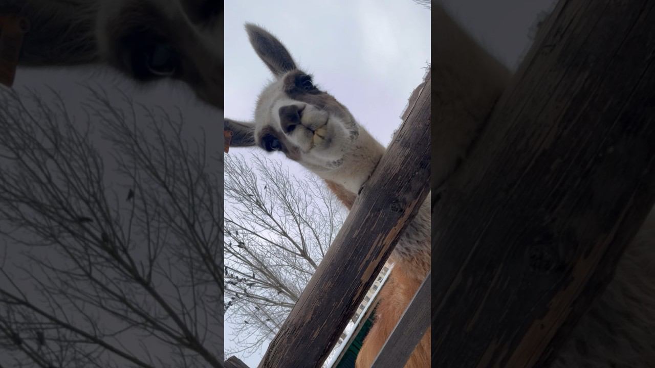 Напугала #alpaca #animals #funnyvideo #funnyshorts смотреть онлайн