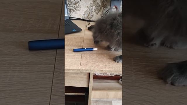 #даже коту она не нравится смотреть онлайн