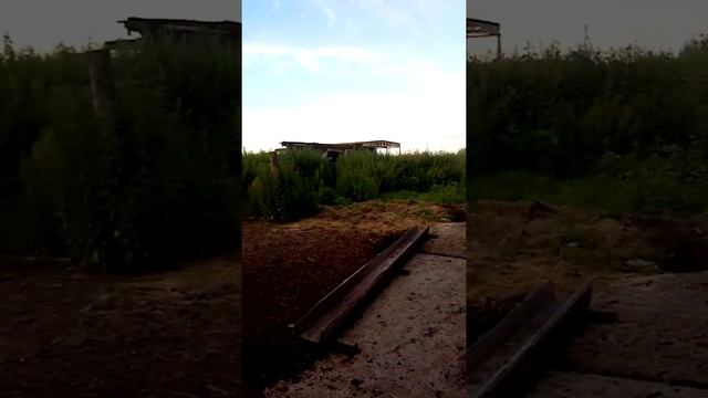 Овца окотилась смотреть онлайн