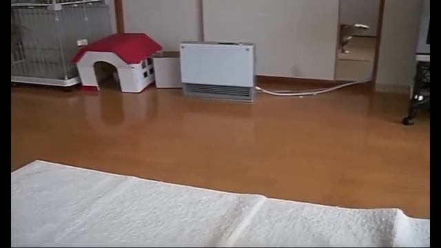 Кот в шляпе смотреть онлайн