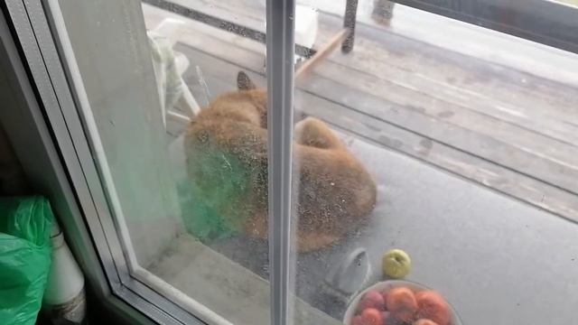 Вот что бывает если вовремя не поставить ворота. Огромная дворняга поселилась на веранде. смотреть онлайн