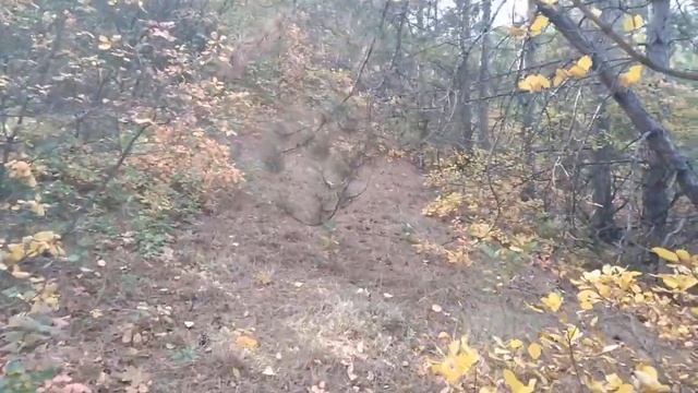 Суворовский Дуб / Крымский Лес 2020 смотреть онлайн