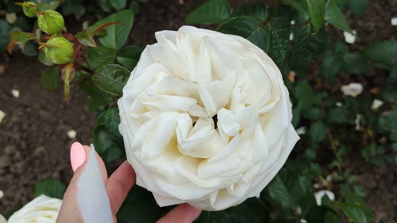 Сорта роз и их характеристики RoseBushes.ru РОЗЫ БУШЕС ЖЁЛТЫЕ и БЕЛЫЕ розы смотреть онлайн