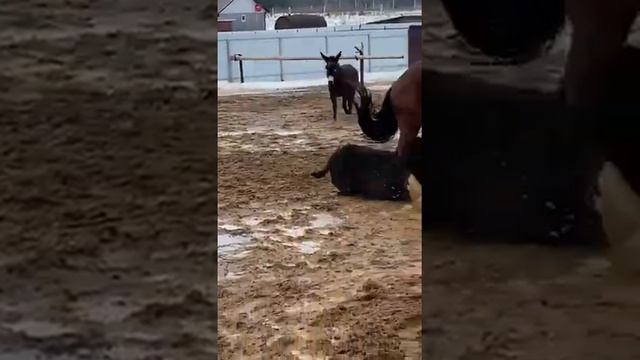 Конь катком прошел по ослу. Битва коня и осла смотреть онлайн