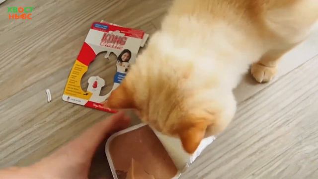 Мороженка для собак 🍦 смотреть онлайн