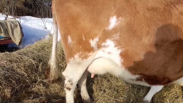 На что нужно обращать внимание при покупке коровы.