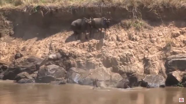 РЕДЧАЙШИЕ МОМЕНТЫ С ЖИВОТНЫМИ КОТОРЫЕ ЧУДОМ БЫЛИ СНЯТЫ НА КАМЕРУ