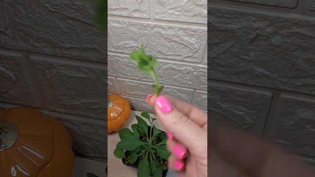 КАК ФОРМИРОВАТЬ ПЕТУНИЮ смотреть онлайн