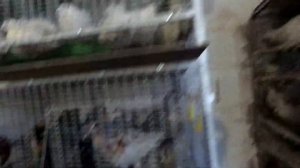 ?В каком возрасте перевожу цыплят на СЕТКУ. Содержание суточных цыплят. Дела в хозяйстве +бонус?