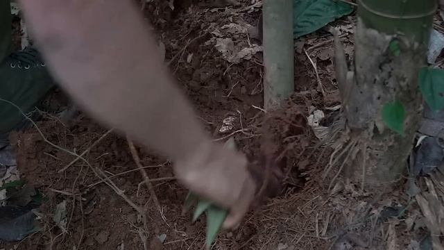 Harvest the first Bamboo shoots of the season, Wild food, Cooking: Survival Alone | EP.223 смотреть онлайн