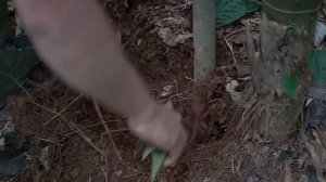 Harvest the first Bamboo shoots of the season, Wild food, Cooking: Survival Alone | EP.223
