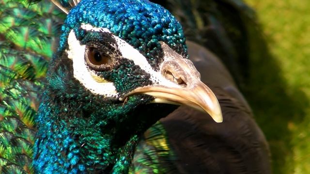 मोर नृत्य Peacock Dance In All Its Glory - मोर - الطاووس