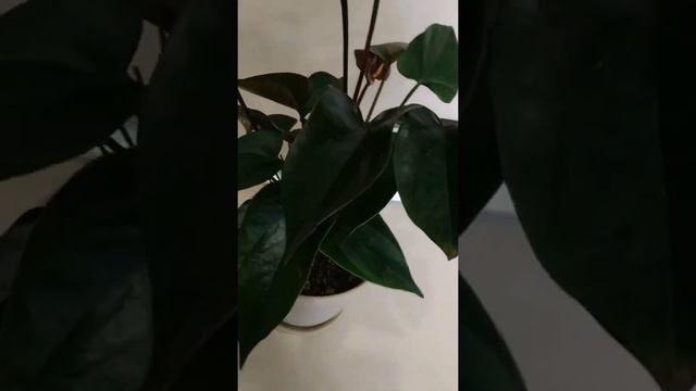 Красивый Дом