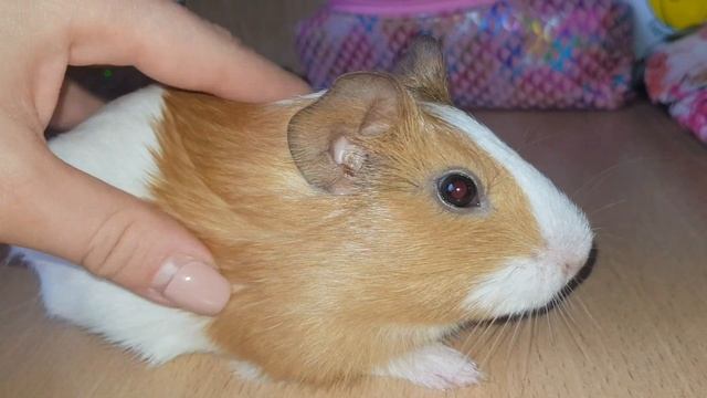 Разговор морской свинки .../ Морская свинка пищит